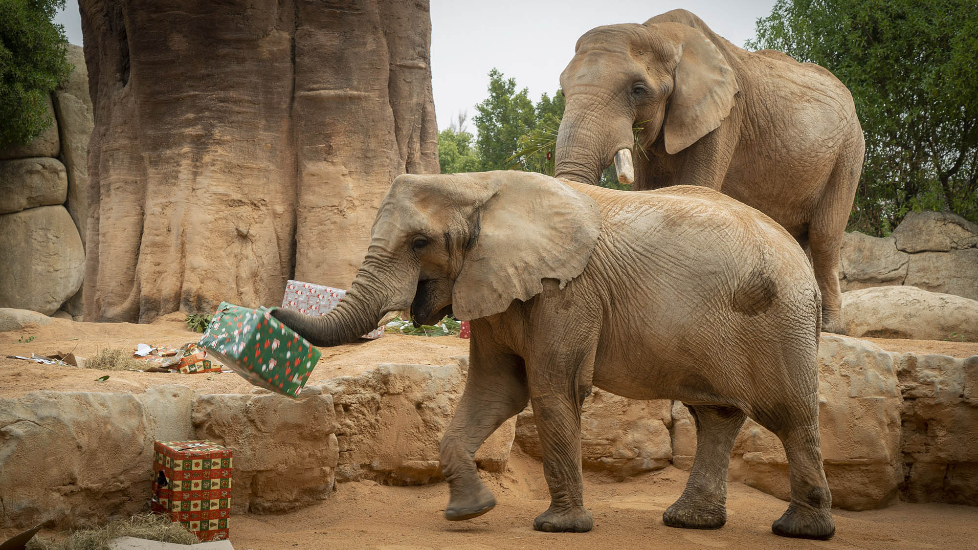 Read more about the article Father Christmas Delivers Gifts To Lions And Elephants At Spanish Zoo