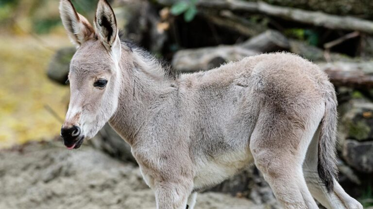Read more about the article Critically Endangered Somali Wild Ass Born At Swiss Zoo Was Rejected By Nervous First-Time Mum