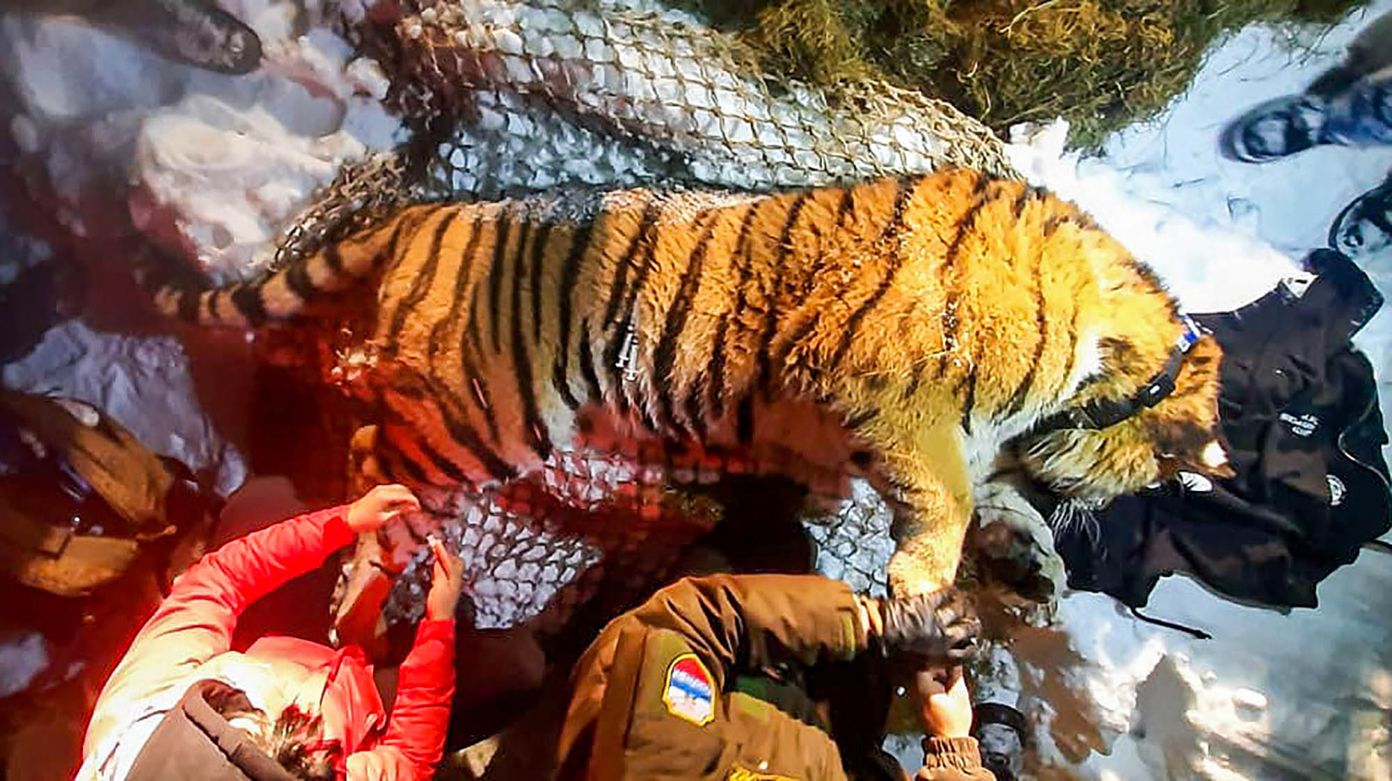 Read more about the article Tiger Terrorises Remote Russian Village And Eats Seven Pets In Two Weeks