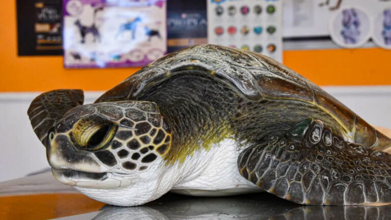 Read more about the article Rescued Turtle Defecates Over 10 Different Types Of Plastic
