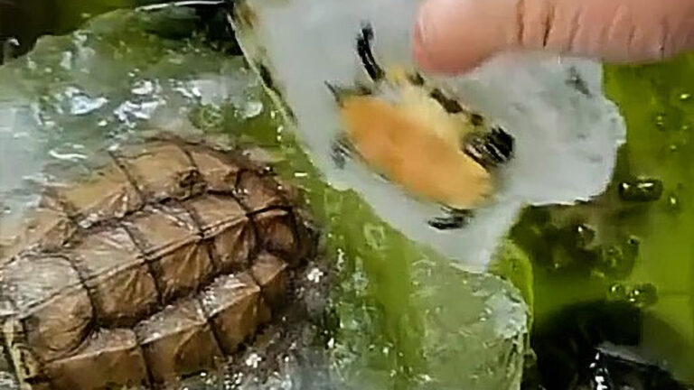 Read more about the article Frozen Turtles Thaw And Come Back To Life After Woman Leaves Them Outside In Icy Temps
