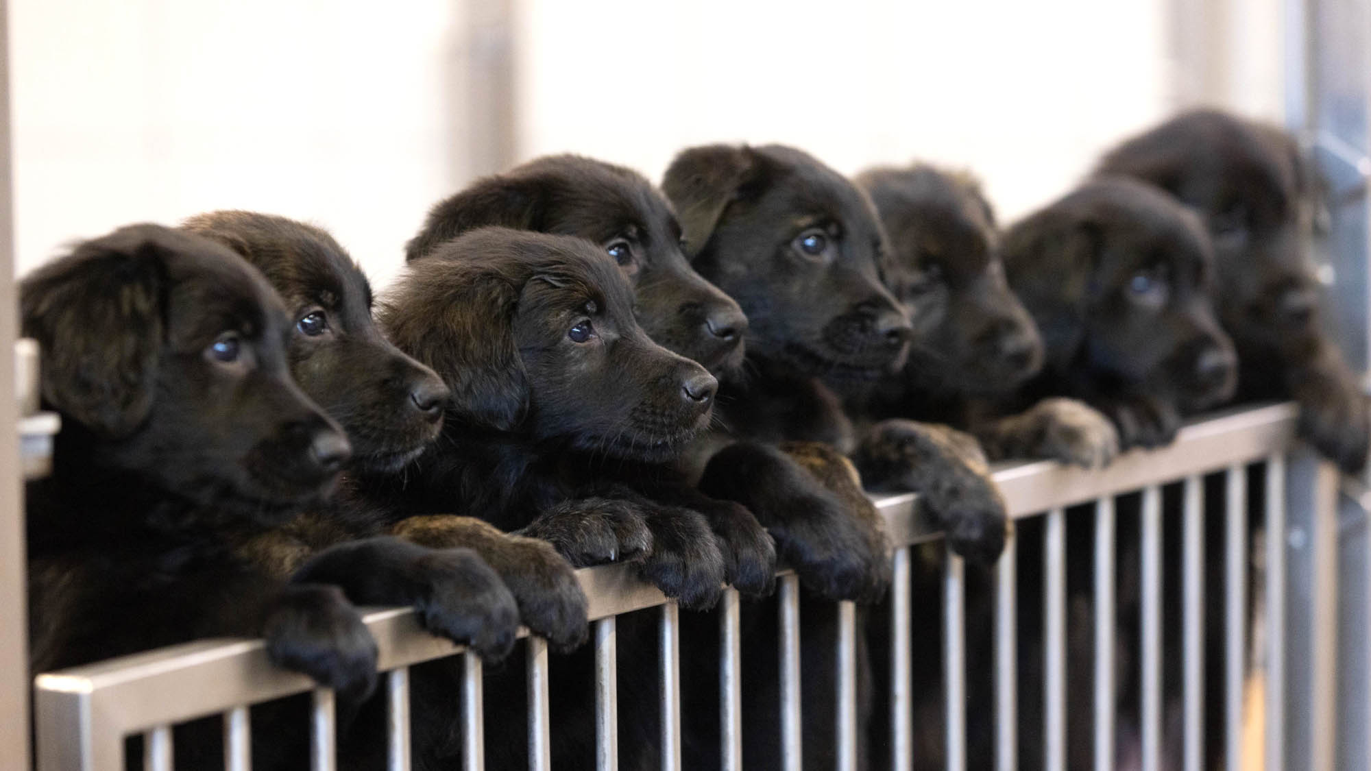 Read more about the article Guide Dog Sets New Record With Litter Of 16 Puppies