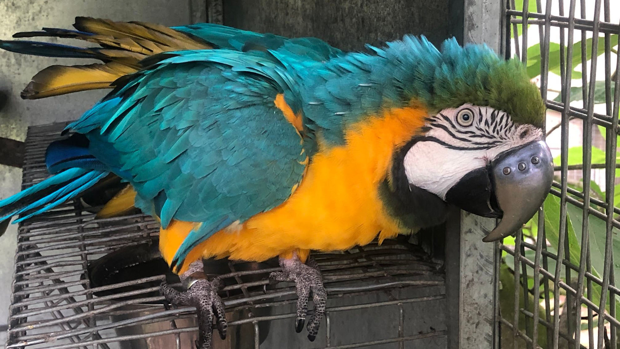Read more about the article Mad Max The Macaw Is Pretty Boy Again With 3D-Printed Titanium Prosthetic Beak After It Was Ripped Off In Fowl Fight