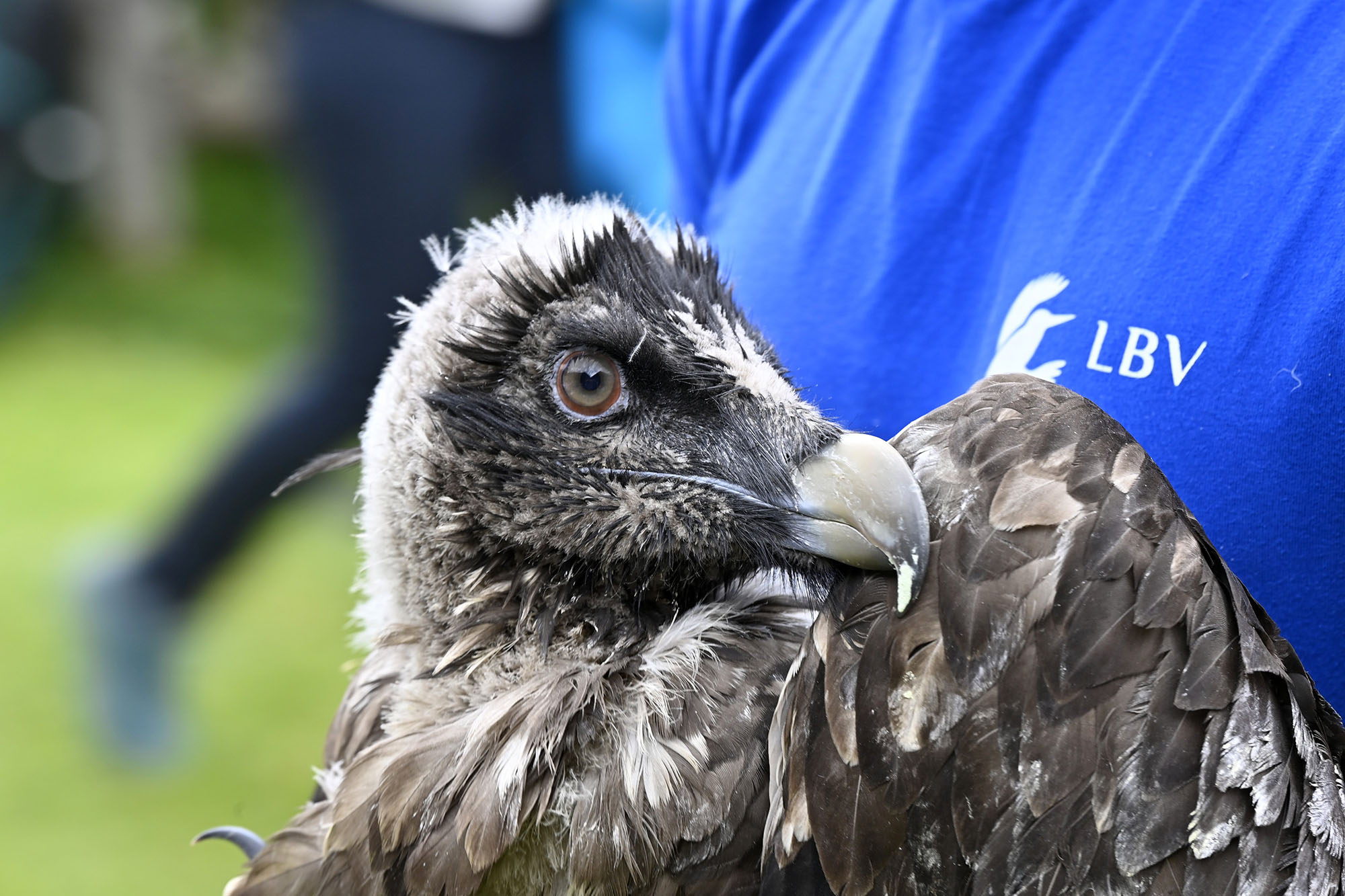 Read more about the article Fear Grows As 2 Young Bearded Vultures Released In National Park After 140 Years Disappear