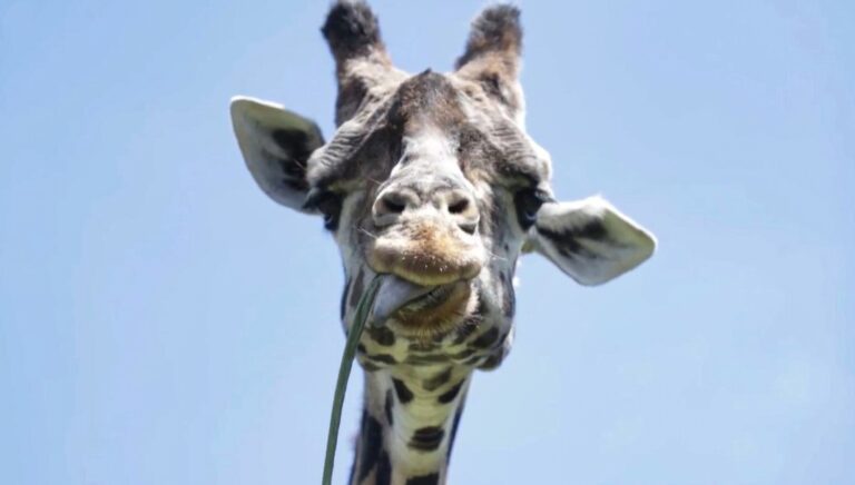 Read more about the article Brazils Oldest Giraffe Dies In Zoo Aged 32