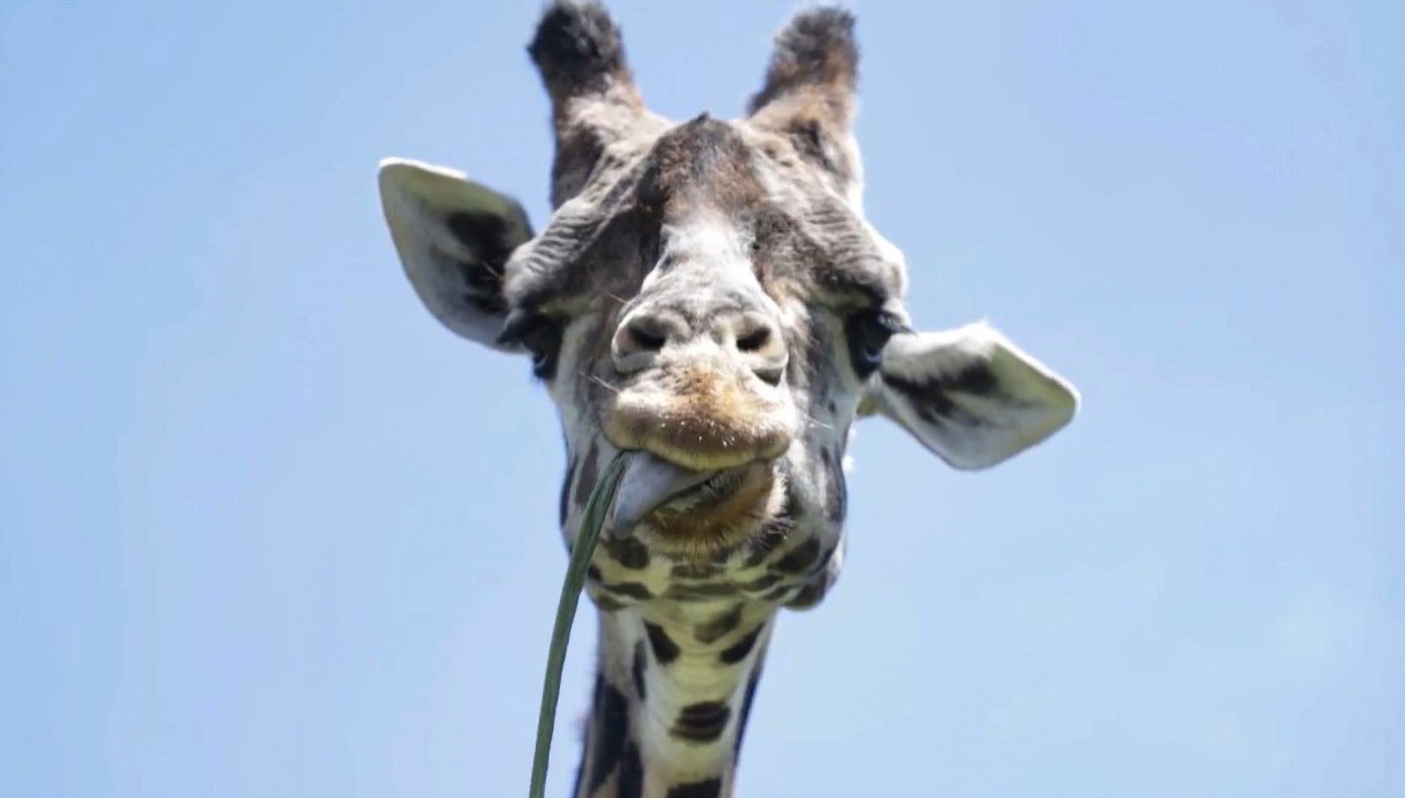 Read more about the article Brazils Oldest Giraffe Dies In Zoo Aged 32