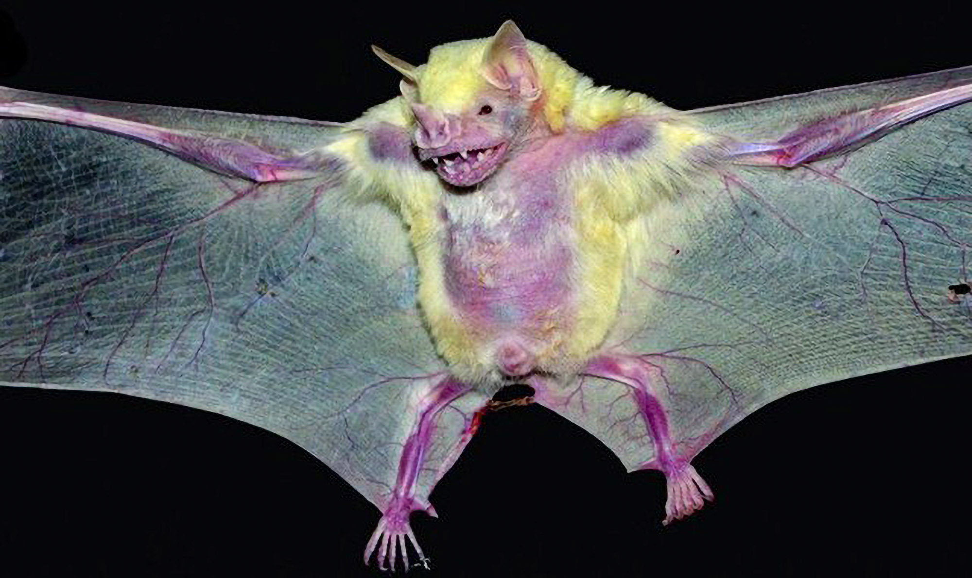Read more about the article Brazilian Biologists Astounded To Find Extremely Rare Pregnant Albino Bat
