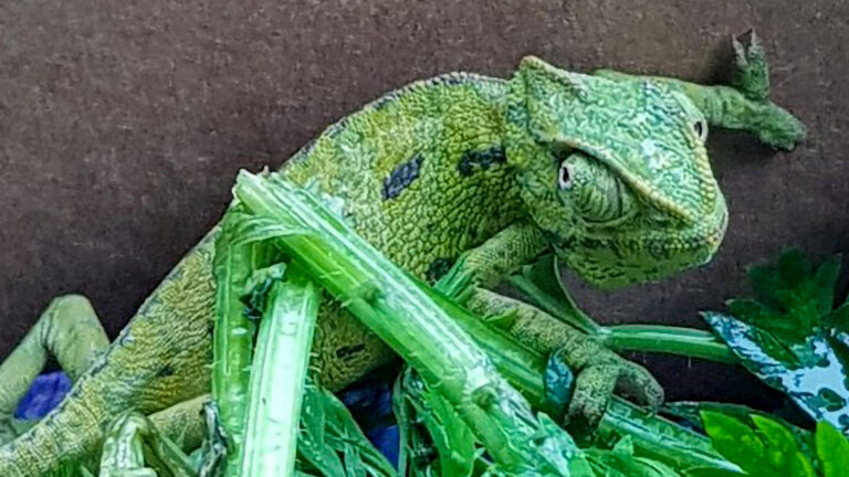 Read more about the article German Cops Arrest Chameleon After Greengrocer Finds It Hiding Among Cauliflowers