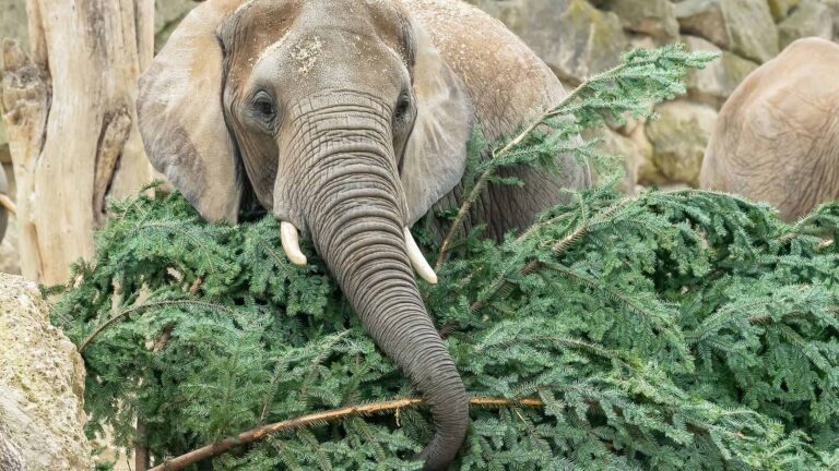 Read more about the article Worlds Oldest Zoo Gives 150-Year-Old Christmas Tree To Delighted African Elephants To Munch On