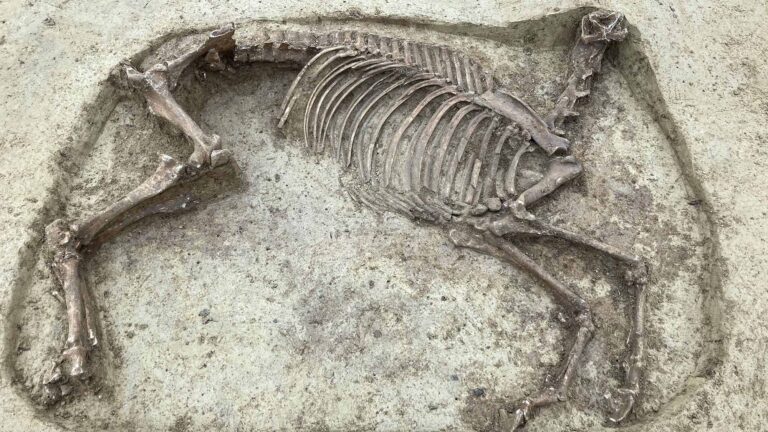 Read more about the article Archaeologists Discover Decapitated Horse Next To Its Rider In Elite Merovingian Warrior Cemetery