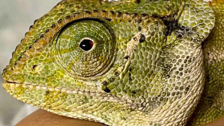 Read more about the article Googly Eyed Chameleon Released In Wild After Dog Bit Chunk Out Of Abdomen