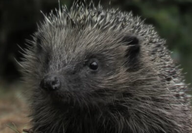 Hedgehogs Harbored Hospital Germs 100 Years Before Humans Discovered Antibiotics