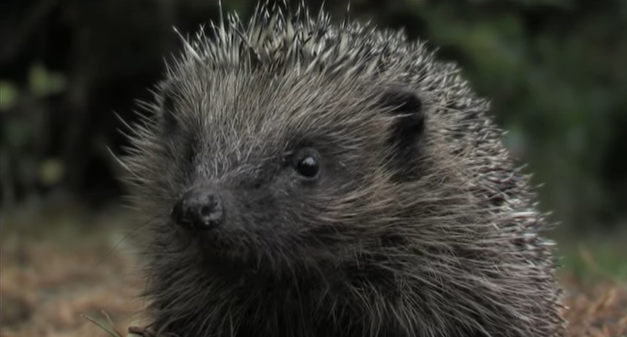 Read more about the article Hedgehogs Harbored Hospital Germs 100 Years Before Humans Discovered Antibiotics