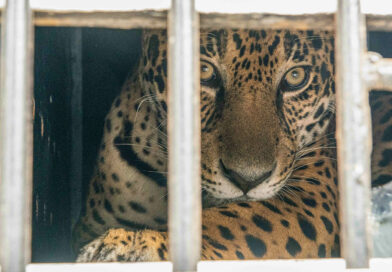 First Male Jaguar Released In Argie Province Where It Has Been Extinct For 70 Years