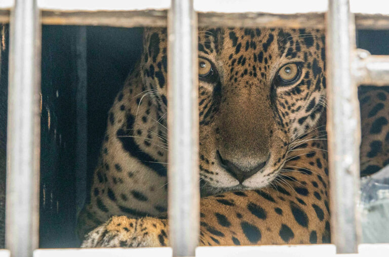 Read more about the article First Male Jaguar Released In Argie Province Where It Has Been Extinct For 70 Years