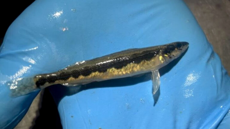 Read more about the article Rare Fish Species Thought Extinct Locally Rediscovered In Ohio River For 1st Time Since 1939