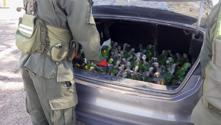 Read more about the article Cops Find 100 Parrots Suffering In Car Boot In Hot Temperatures