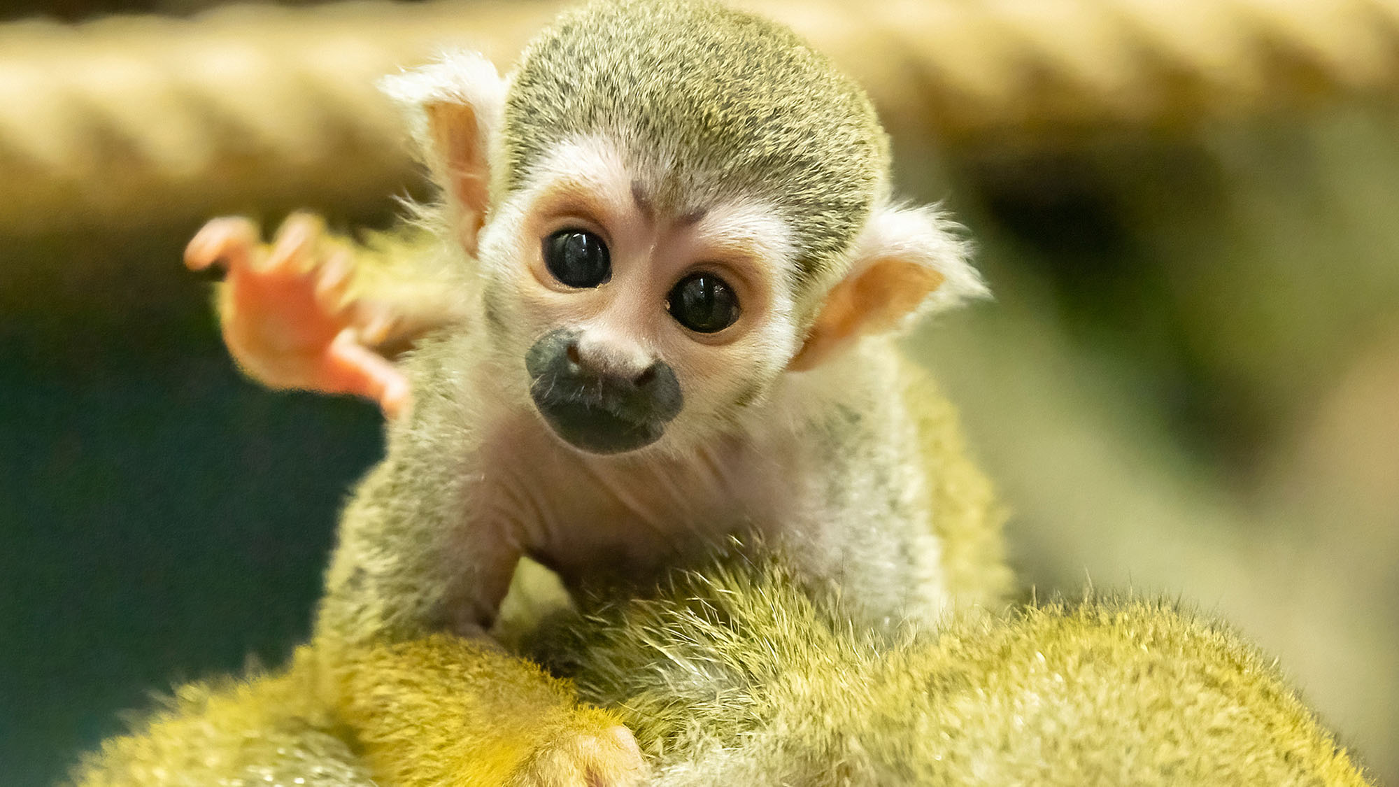 Read more about the article Austrian Zoo Welcomes Several Adorable Squirrel Monkey Babies