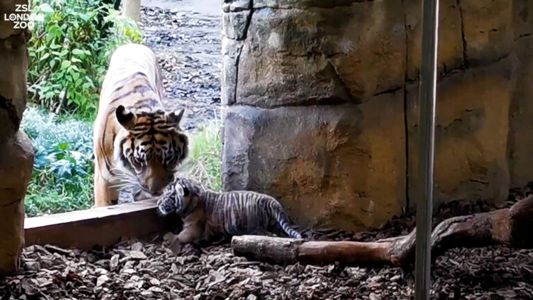Read more about the article Endangered Tiger Cub Takes First Wobbly Steps Outside At London Zoo