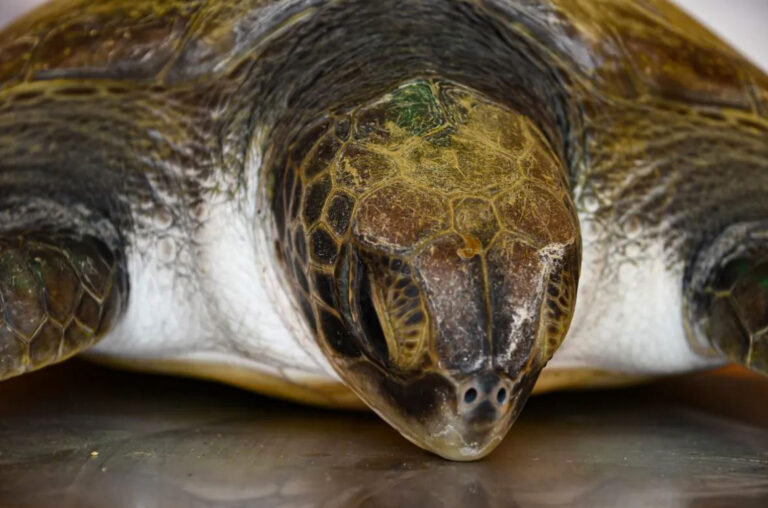 Read more about the article Inspiring Moment British Sea Turtle That Expelled Over 10 Different Types Of Plastic Is Returned To Sea