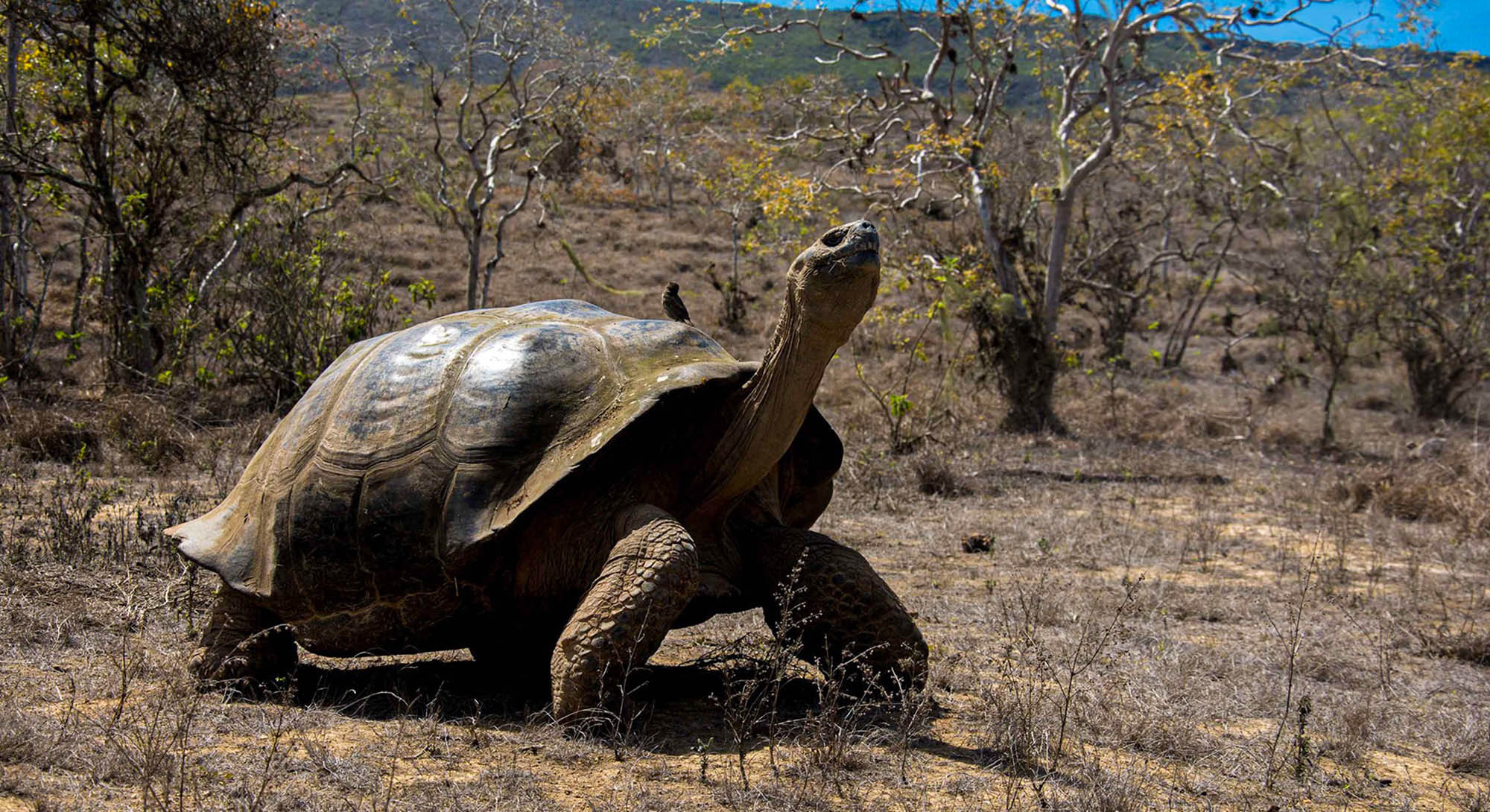 Read more about the article Four New Viruses Discovered In Rare Giant Tortoises In The Galapagos Islands After COVID-Style Tests