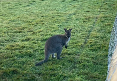 Wallaby On The Run After Escaping From Lincolnshire Petting Zoo