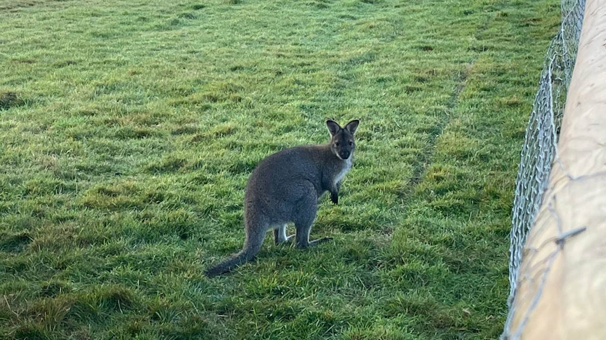Read more about the article Wallaby On The Run After Escaping From Lincolnshire Petting Zoo