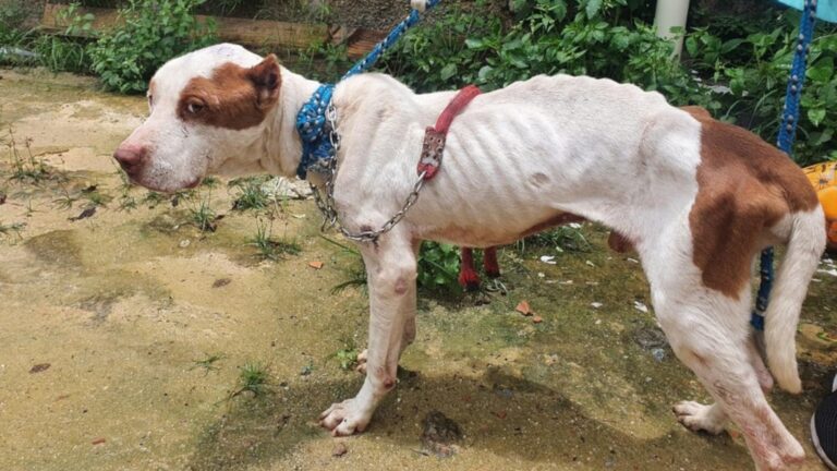 Read more about the article Skinny Pit Bull Found Abandoned In House Weighing Just 1.9 Stone And Too Weak To Eat