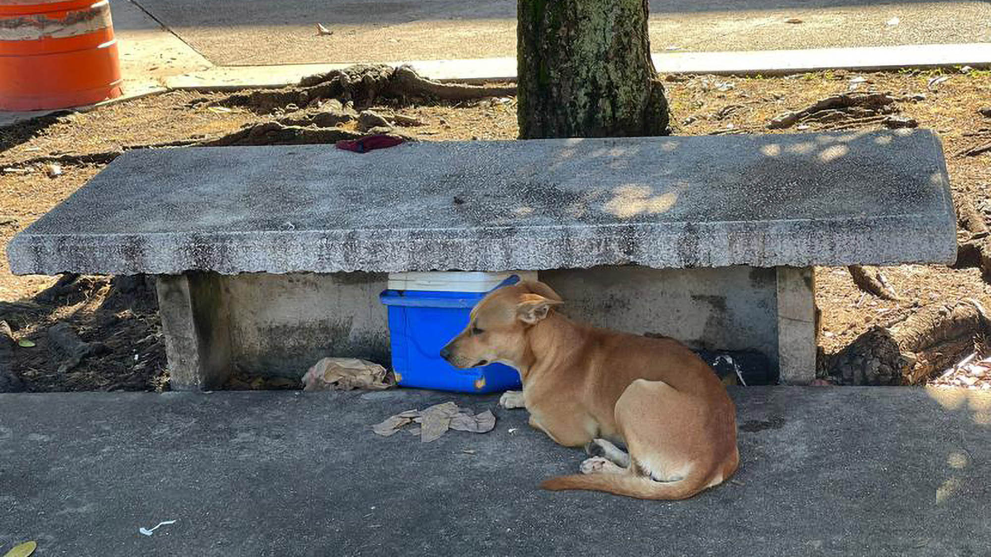 Read more about the article Loyal Dog Sits By Dead Homeless Owners Side On Bench Outside Hospital