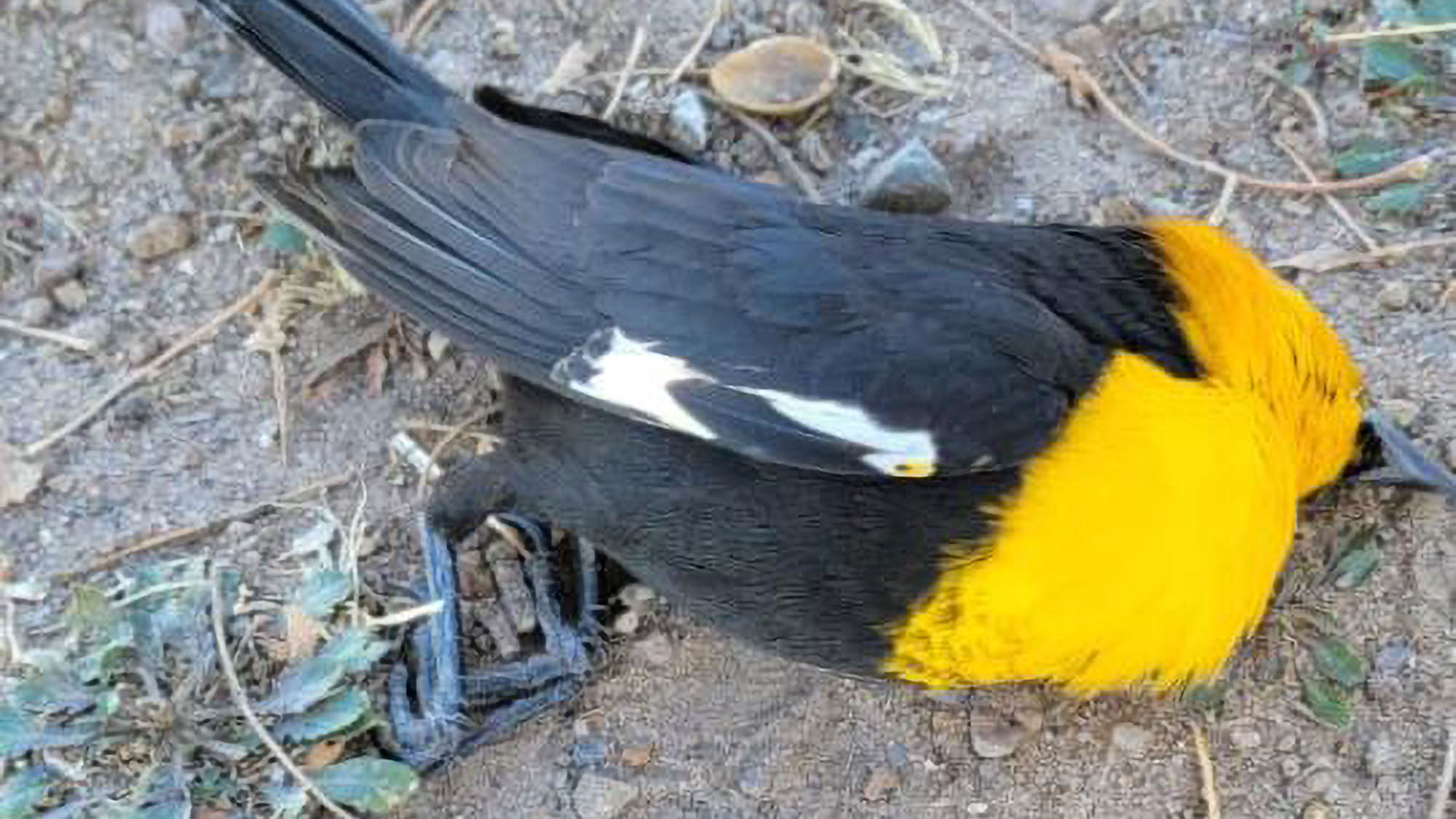 Read more about the article Mystery As Hundreds Of Blackbirds Fall From Sky Over Mexican City