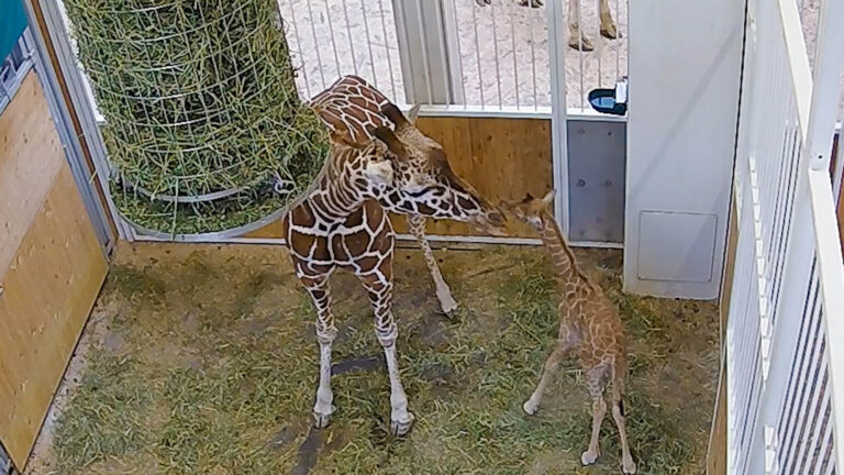 Read more about the article Worlds Oldest Zoo Welcomes Adorable Giraffe Calf Over The Weekend