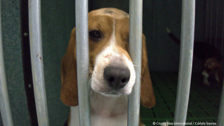 Read more about the article Animal Charity Supported By McCartney In Race To Save Cute Beagle Puppies Set To Be Killed After Being Experimented On