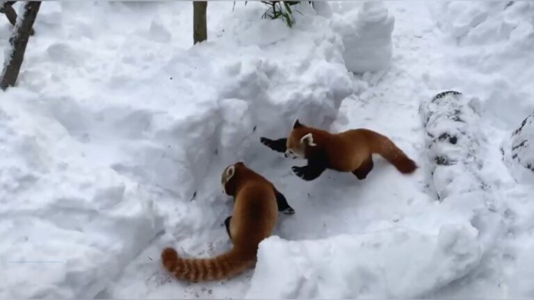 Read more about the article Bears, Big Cats And Red Pandas Frolic In Snow At Ohio Zoo After Blizzard