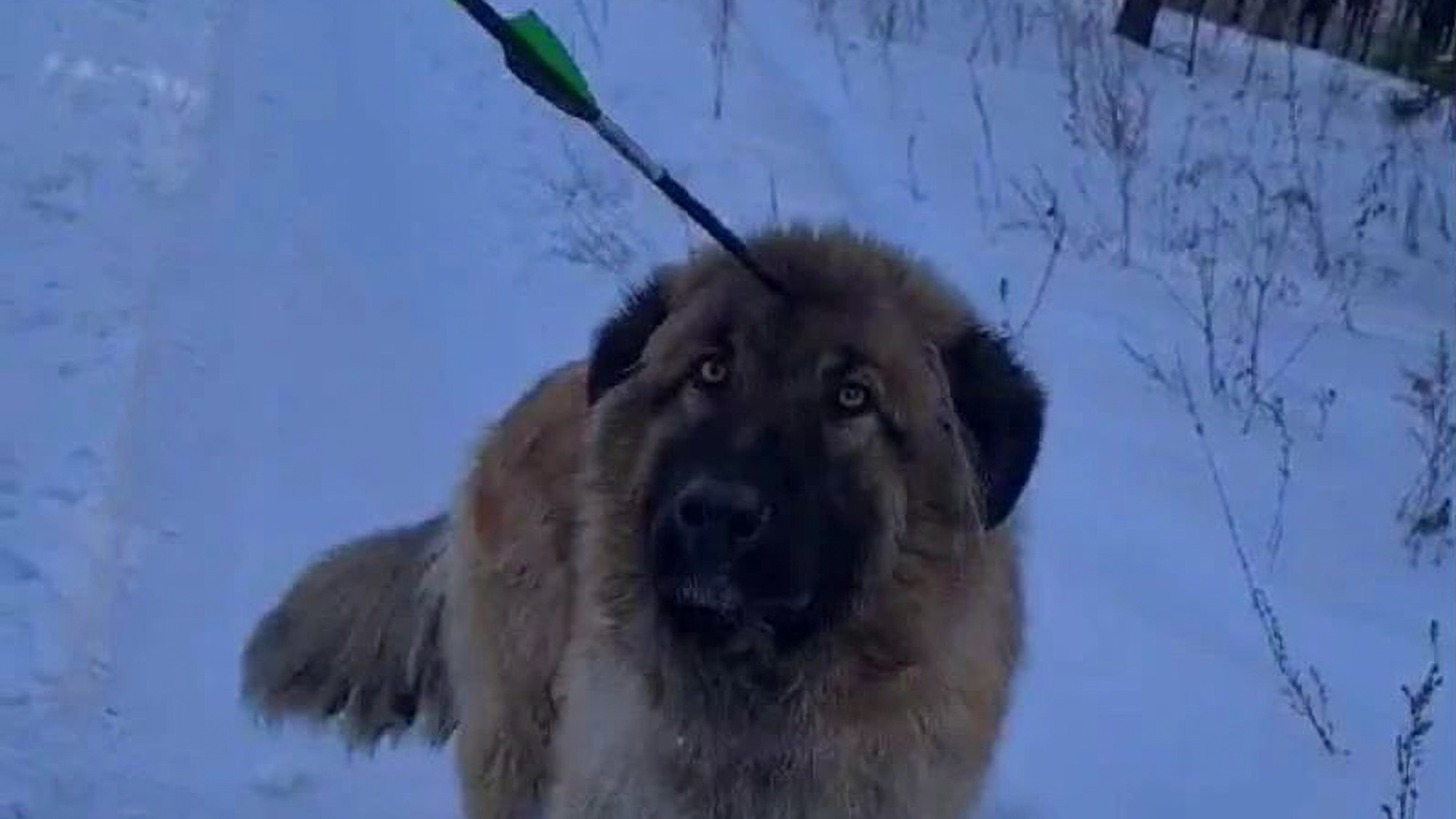 Read more about the article Animal Rescuers Find Big Dog With Crossbow Bolt Sticking Out Of Head
