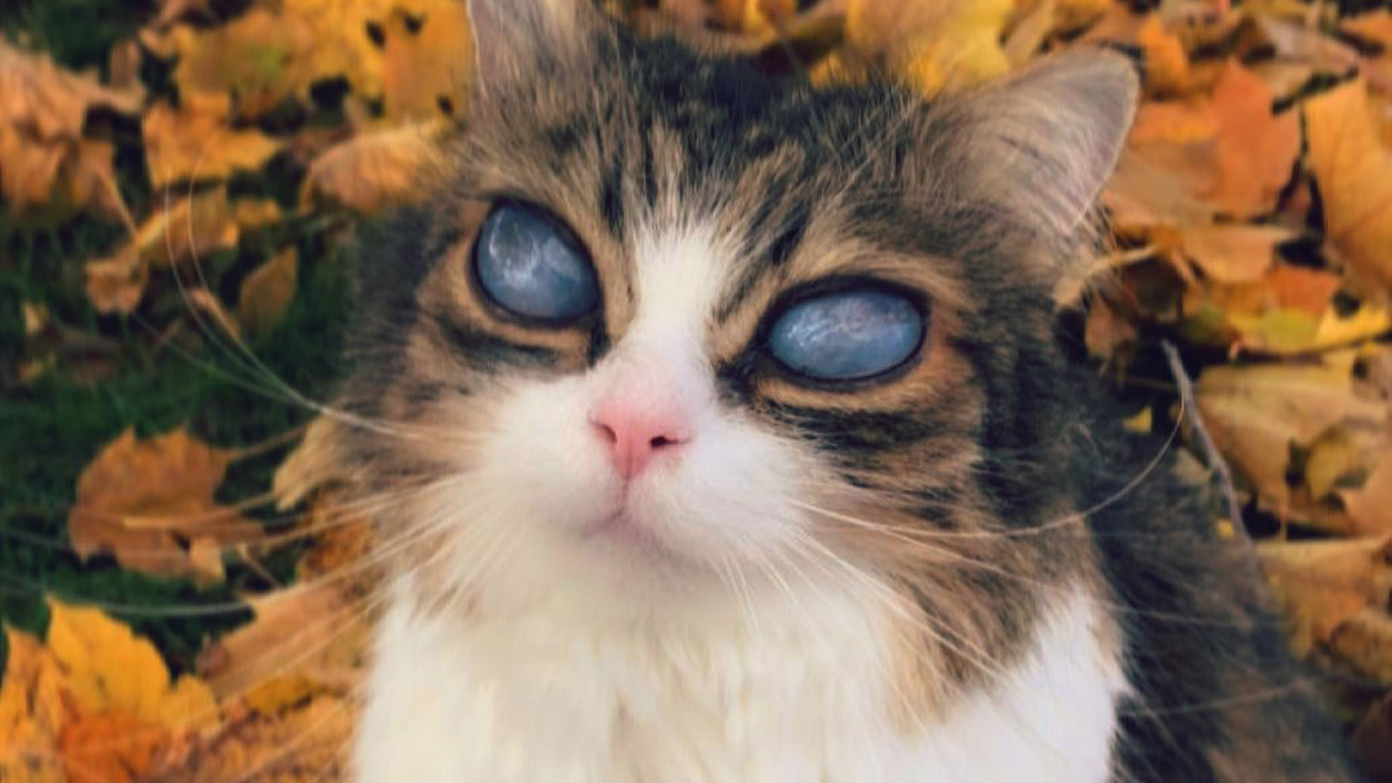 Read more about the article Teen Girl Praised For Caring For Blind Cat With Cosmic Eyes Like Two Moons
