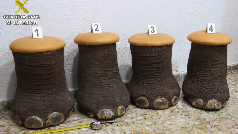 Read more about the article Cops Seize Endangered African Elephant Legs Turned Into Stools And Put Up For Sale Online