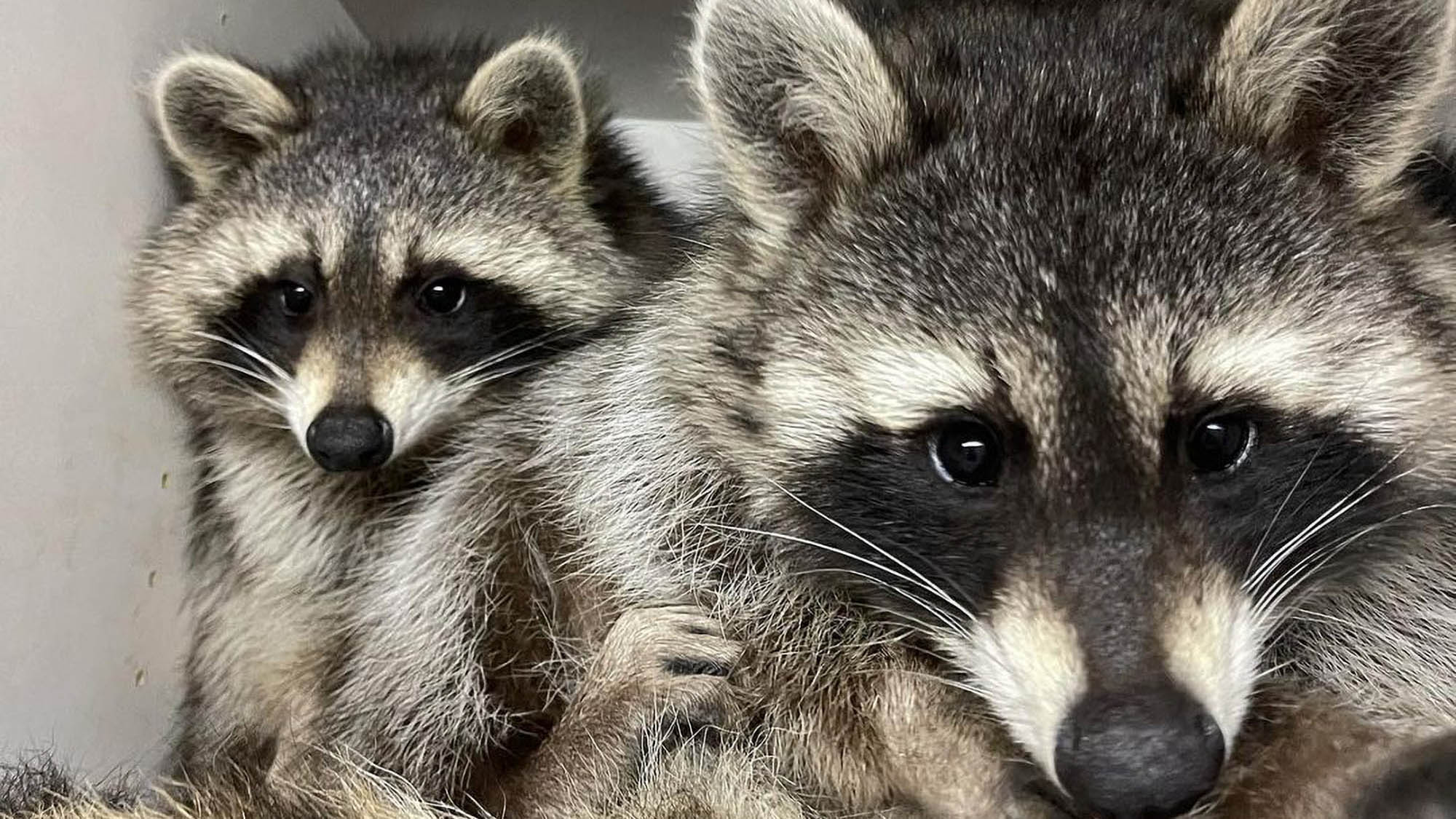 Read more about the article Fritzi The Racoon Becomes Insta Star After Being Rescued As Baby