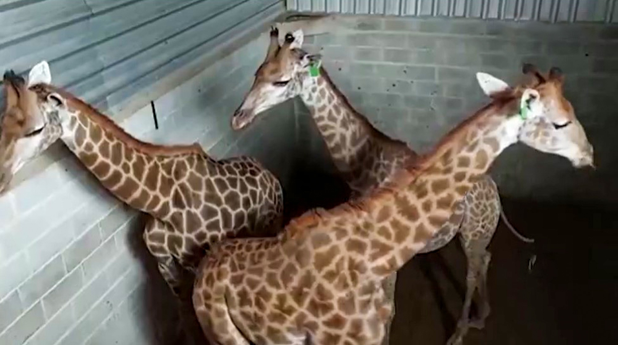 Read more about the article Three Giraffes Die After Escaping From Cramped Quarantine Centre Where They Were Forced To Live Among Own Faeces