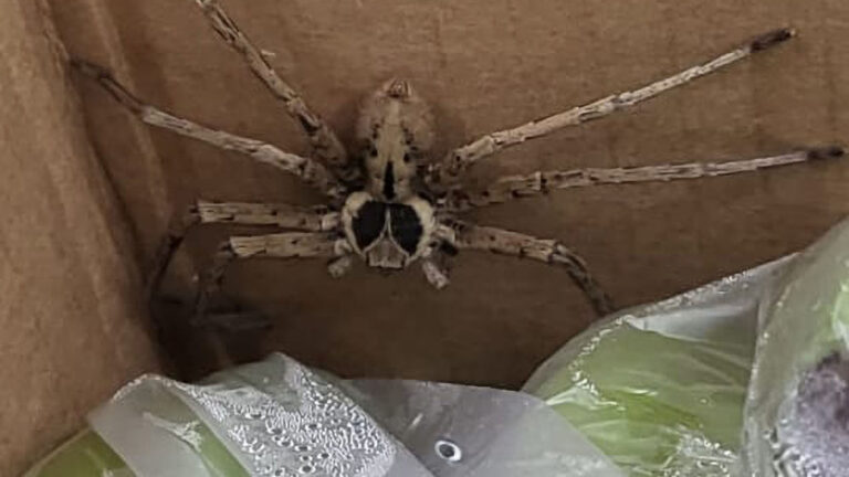 Read more about the article Huge Venomous Tropical Spider With Skull On Its Back Found Among Bananas In German Supermarket