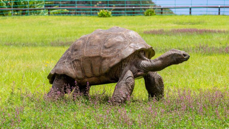 Read more about the article Worlds Oldest Tortoise, Jonathan, Celebrates 190th Birthday This Year