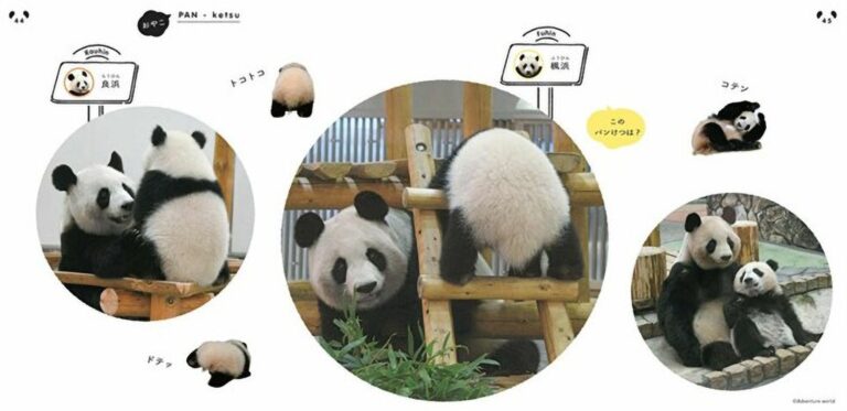 Read more about the article Bizarre Book About Panda Bottoms Is Bestseller in Japan