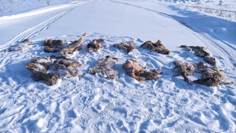 Read more about the article Russian Cops Arrested For Shooting 9 Roe Deer Dead In Closed Season