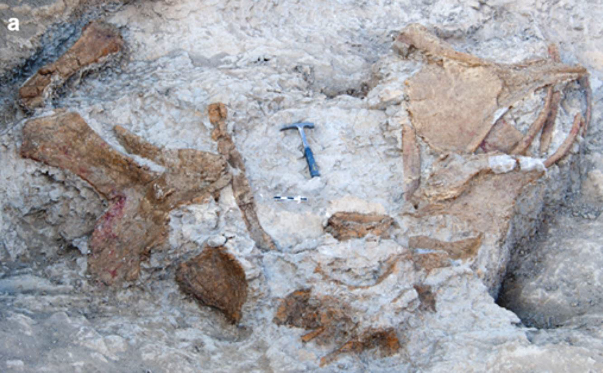 Нашли доисторическую девушку 40 миллионов. Окаменелые останки человека. Окаменелые останки мелового периода. Окаменелые останки первых тараканов.