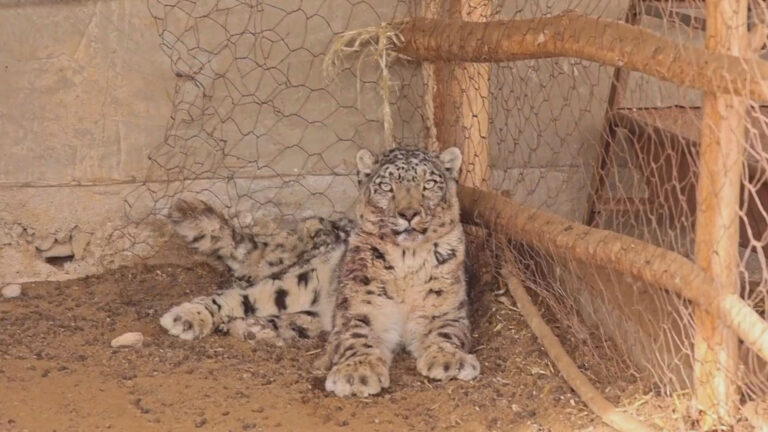 Read more about the article Endangered Snow Leopard Takes Up Residence In Sheep Pen Before Cops Evict It