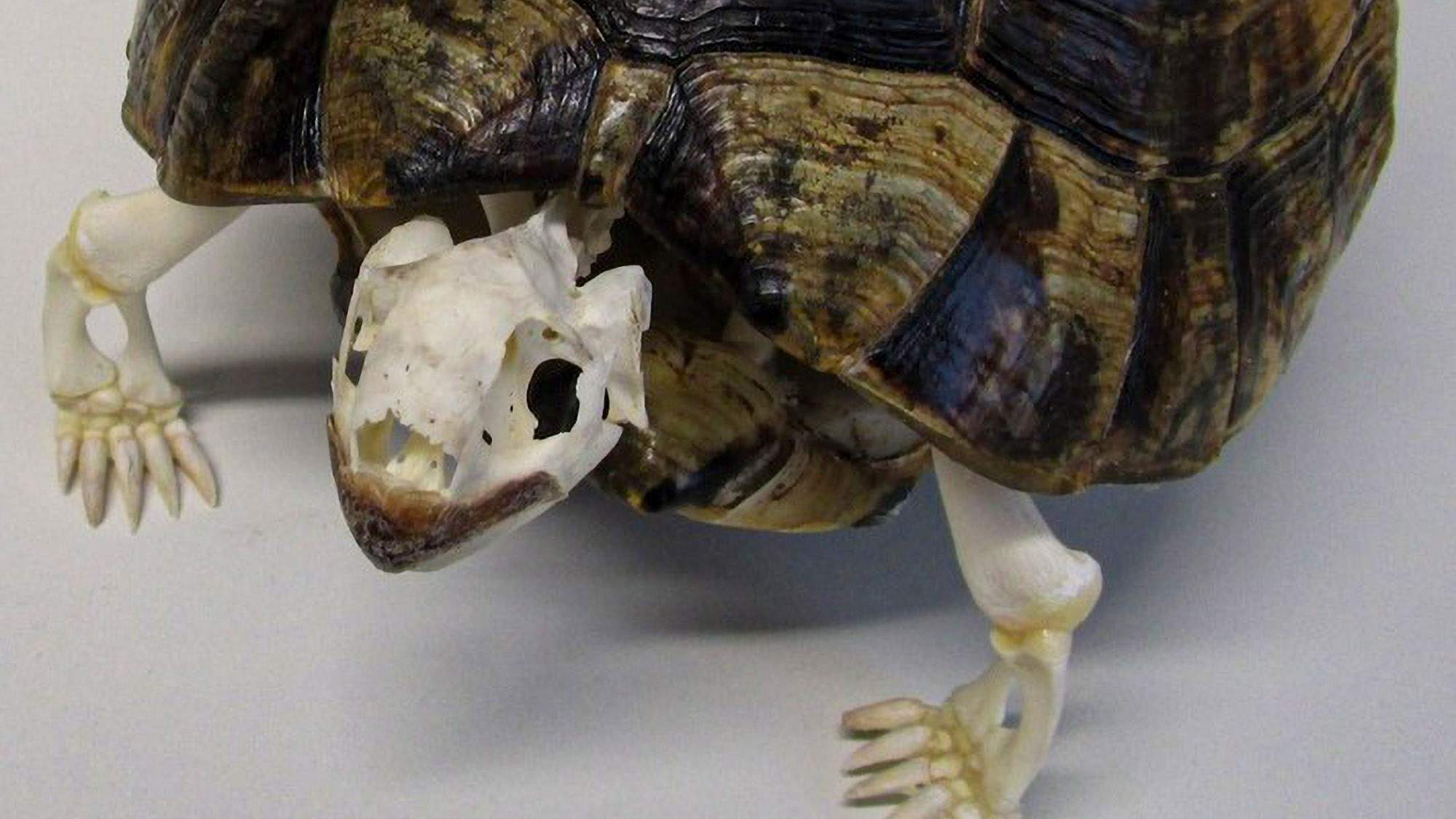 Read more about the article Baffled Customs Officers Find Endangered Tortoise Skeleton In Its Shell Shipped From Switzerland As Home Decoration