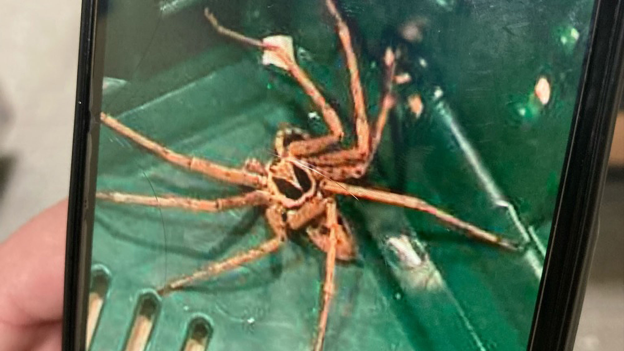 Read more about the article Huge Venomous Tropical Spider With Skull On Its Back Found In Banana Box In Second German Supermarket