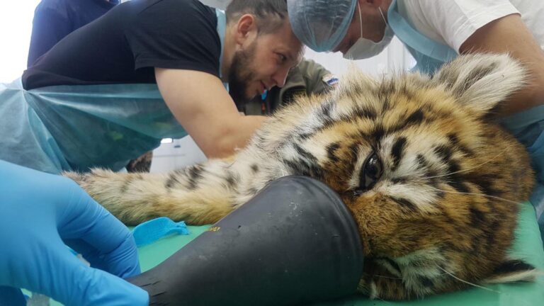 Read more about the article Vets Use Skin From Frostbitten Tiger Cubs Leg To Replace Rotting Flesh On Her Face