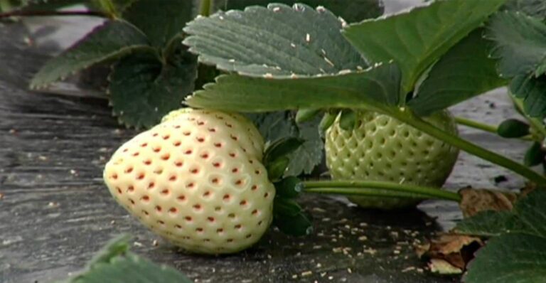 Read more about the article Spanish Producers Rush To Launch Popular White Strawberry With Pineapple Taste