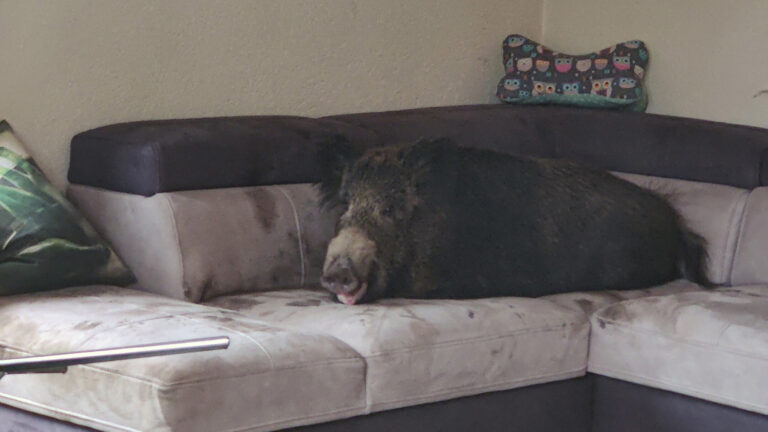 Read more about the article Surprise As Woman Opens Living Room Door To Find Wild Boar Relaxing On Sofa
