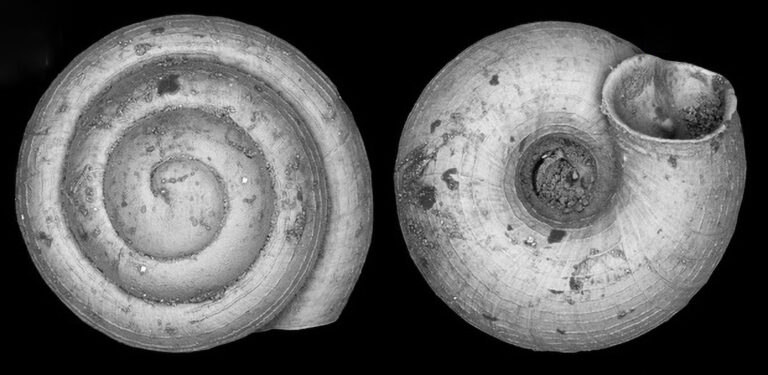 Read more about the article Research Sensation As German And US Scientists Discover The Worlds Tiniest Land Snails In Vietnam
